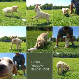 Labrador Retriever Puppies from Standing Water Kennels