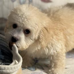 M4 100225 CC - Cream male Maltipoo puppy in Bakersfield, California from Silvia's Maltipoos