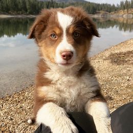 Miniature Australian Shepherds from Offgrid Aussies