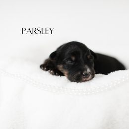 Miniature Australian Shepherd Puppies from Kari's Mini Aussies