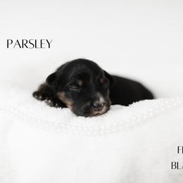 Miniature Australian Shepherd Puppies from Kari's Mini Aussies
