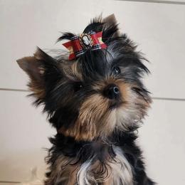 Evangeline - Blue and gold Yorkshire Terrier puppy in Daggett, Michigan from Hetzel’s Enchanted Yorkies (Michigan)