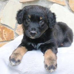 Stitch - Black tri-color male Australian Shepherd puppy in Macon, Georgia from Shaina’s Shepherds
