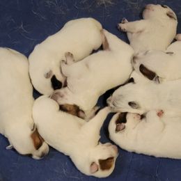 Australian Cattle Dog Puppies from Miller Australian Cattle Dogs