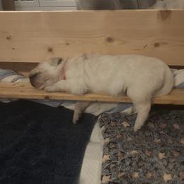 Golden Retriever Puppies from Lakeshore Goldens FXBG