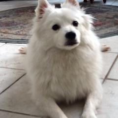 Dakotah - American Eskimo Dog