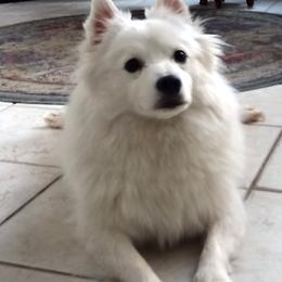 Dakotah - American Eskimo Dog