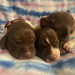 German Shorthaired Pointer and Jack Russell Terrier Puppies from Ivy Creek Kennels