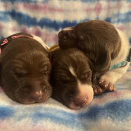 German Shorthaired Pointer and Jack Russell Terrier Puppies from Ivy Creek Kennels