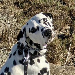 Dalmatian All Grown Up from Gateway Farm Dalmatians