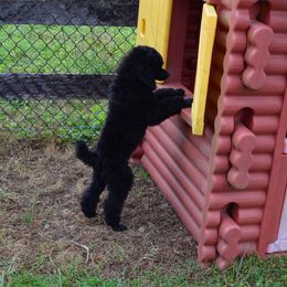 Poodle Puppies from D and D Standard Poodles