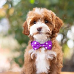 Pumpkin - Purple Girl - Red  female Goldendoodle puppy in Salt Lake City, Utah from Snowfire Doodles