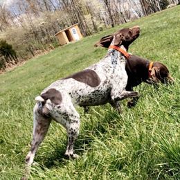 German Shorthaired Pointers from Megan's German Shorthaired Pointers