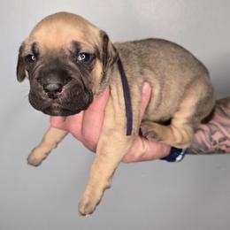 Eden - Fawn female Cane Corso puppy in Elkhart, Indiana from Martins Almighty Cane Corsos