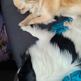 Chihuahua All Grown Up from Little Amigos