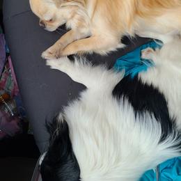 Chihuahua All Grown Up from Little Amigos