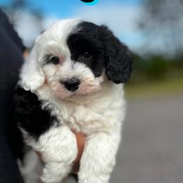Mowgli - Black and white male Sheepadoodle puppy in Saint Cloud, Florida from Rising Star Kennels