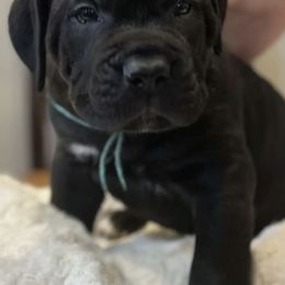 Cane Corso from Cream City Cane Corso