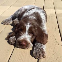 Spinone Italiano Puppies from Collina d'Oro Spinoni