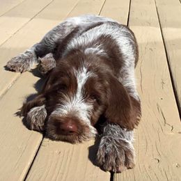 Spinone Italiano Puppies from Collina d'Oro Spinoni