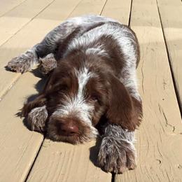 Spinone Italiano Puppies from Collina d'Oro Spinoni