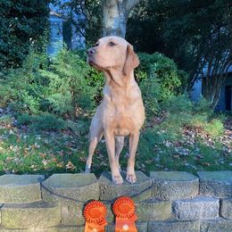 Labrador Retrievers from Jackson Woods Labradors