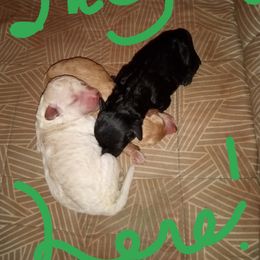 Cockapoo, Double Doodle, Goldendoodle, Poodle, and Shihpoo Puppies from Peace, Love, and Puppies at the Creek