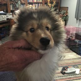Chai - Sable and white female Shetland Sheepdog puppy in Evansville, Wyoming from Cindy Scott's Shetland Sheepdogs