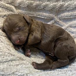 Lulu - Chocolate female Goldendoodle puppy in Calhoun, Georgia from FamilyLoved Doodles