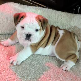 Bulldog Puppies from Red Clay Bullies