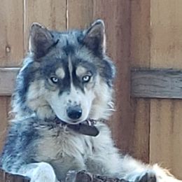 Stella - Siberian Husky