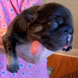 Cocoa Bean - Black and tan male French Bulldog puppy in Miami, Oklahoma from Destiny Jones