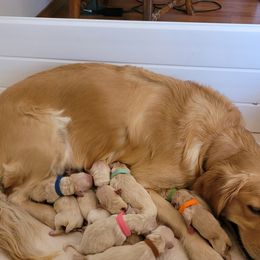 Golden Retriever Puppies from Golden Brick Road Golden Retrievers