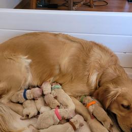 Golden Retriever Puppies from Golden Brick Road Golden Retrievers