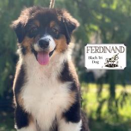 Ferdinand - Black tri-color male Australian Shepherd puppy in Liberty Hill, Texas from Emerald Isle Australian Shepherds
