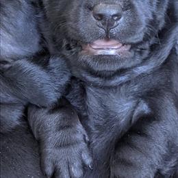 Dachshund Puppies from Valhallah Farms