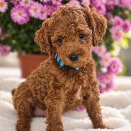 MAPLE - Male (blue collar) - Red  male Poodle puppy in Spotsylvania, Virginia from Sweet Honey Poodles of Virginia