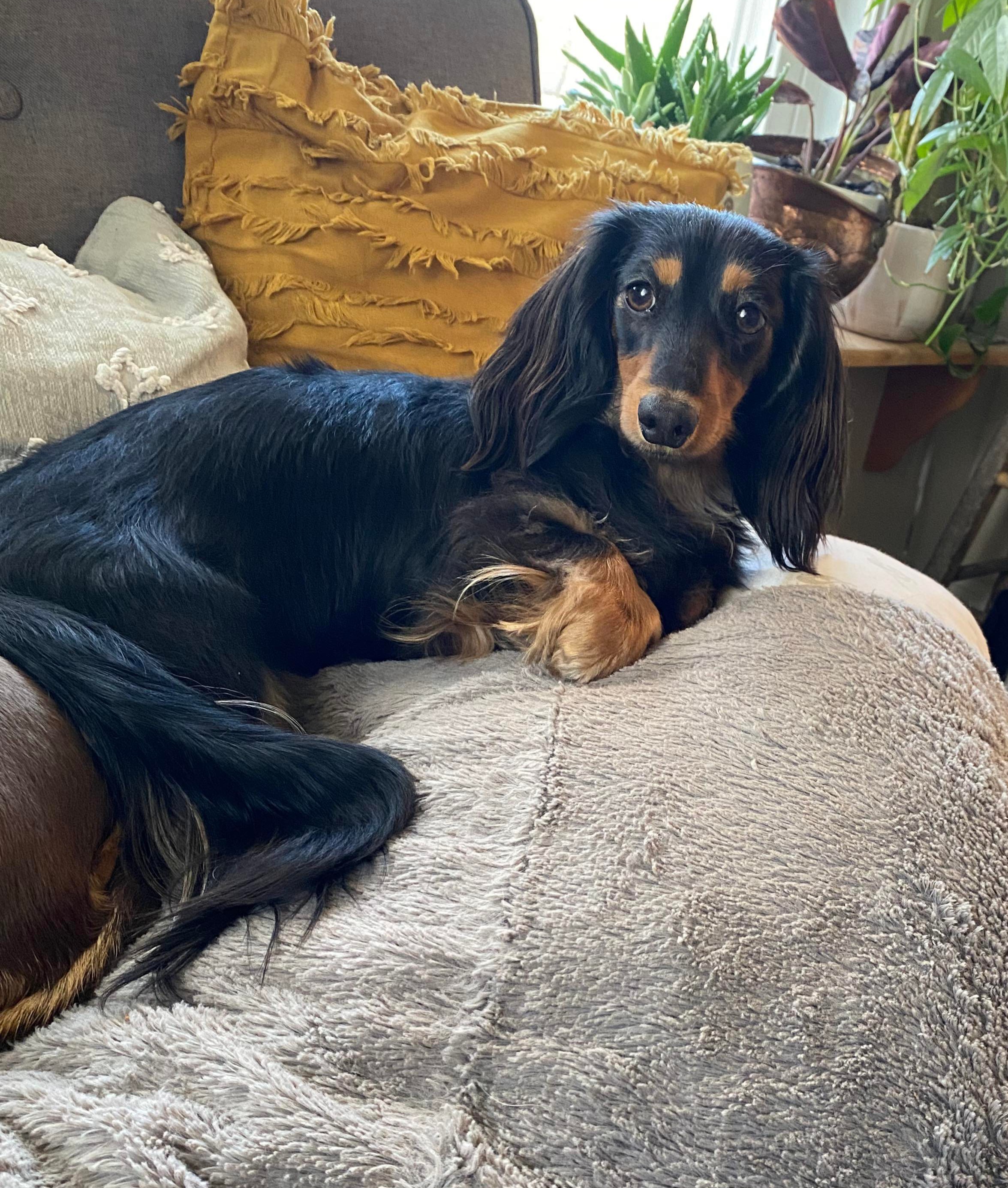 Dachshund All Grown Up from Tip O The Lekes Dachshunds