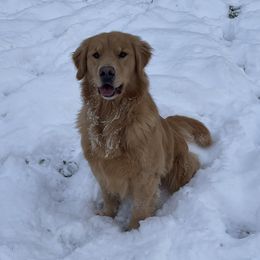 Faith  - Golden Retriever