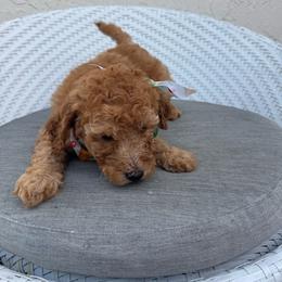 Mike - Apricot male Goldendoodle puppy in Davie, Florida from Daviegoldendoodles