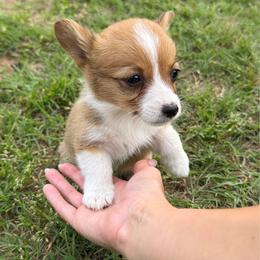 Lucy - White and red female Pembroke Welsh Corgi puppy in Hinton, Oklahoma from Corgi Farms