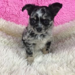 Chihuahua Puppies from Kim's Chi babies from Place of Grace