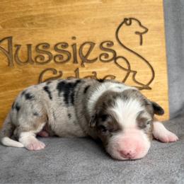 Skywalker - Blue merle male Australian Shepherd puppy in Tuftonboro, New Hampshire from Aussies Edge Farm