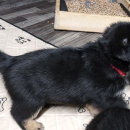 German Shepherd Puppies from Blanchard's Upstate Shepherds
