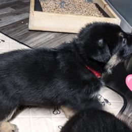 German Shepherd Puppies from Blanchard's Upstate Shepherds