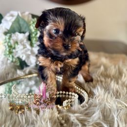 Flint (Mini Shop and Hocus Pocus Lineage) - Black and tan male Yorkshire Terrier puppy in Pittsburg, California from Crystal Garden Yorkies