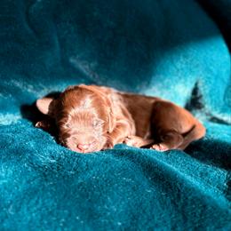 Lainey - Chocolate female Goldendoodle puppy in Allen, Texas from Calena’s Doodles
