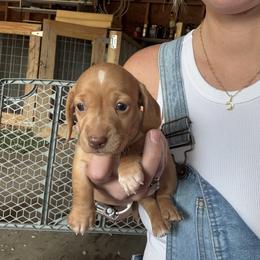 Girl 4 - Red female Dachshund puppy in Ponce De Leon, Florida from Brittany's Dachshunds
