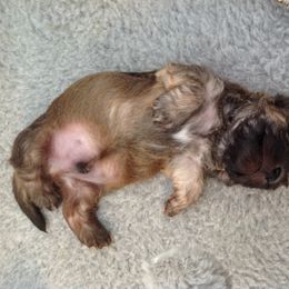 Dandie Dinmont Terrier Puppies from Bonnyrigg