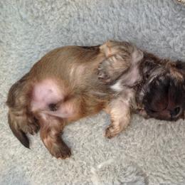 Dandie Dinmont Terrier Puppies from Bonnyrigg